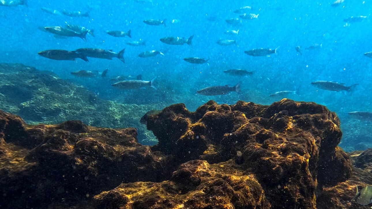 ΟΗΕ: Απέχουμε από το στόχο παρά τη μείωση της υπερεκμετάλλευσης σε Μεσόγειο και Μαύρη θάλασσα