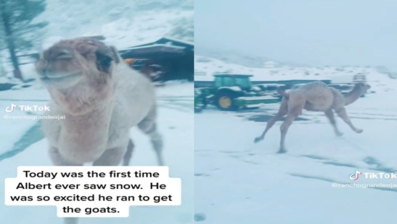 Καμήλα είδε πρώτη φορά χιόνι και ενθουσιάστηκε τόσο που άρχισε να χοροπηδάει