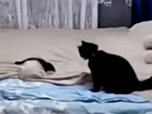 Γάτα στρώνει το κρεβάτι και γίνεται viral!