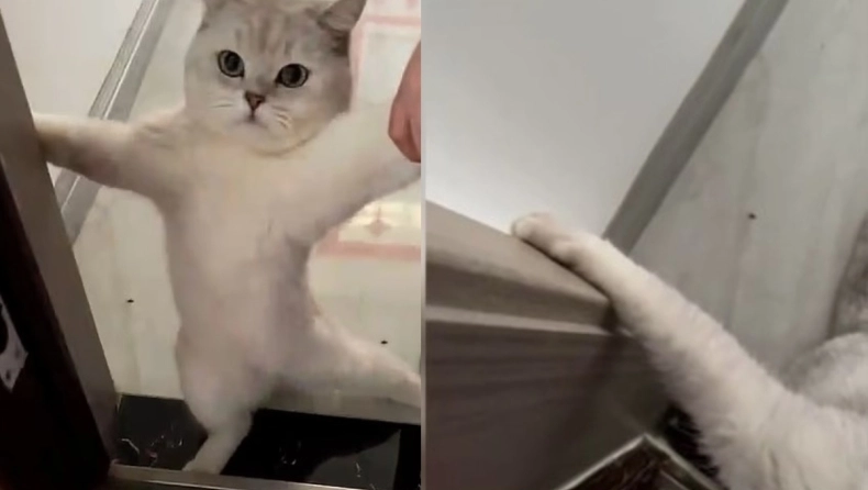 «Αντικοινωνική» γάτα αρνείται πεισματικά να βγει από το σπίτι και γίνεται viral