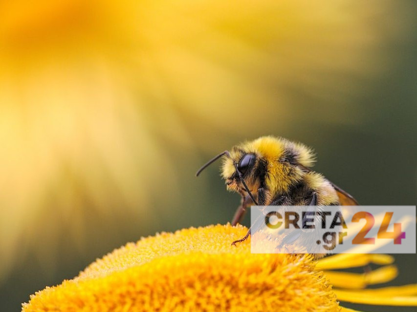 Η κλιματική αλλαγή και το πευκόμελο Κρήτης – «Καμπανάκι» από τους μελισσοκόμους