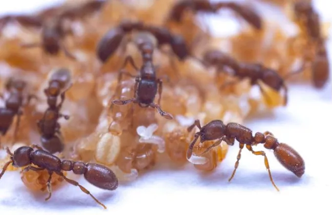 Τα μυρμήγκια κάνουν «γάλα» – Η νέα ανακάλυψη που ξάφνιασε τους επιστήμονες