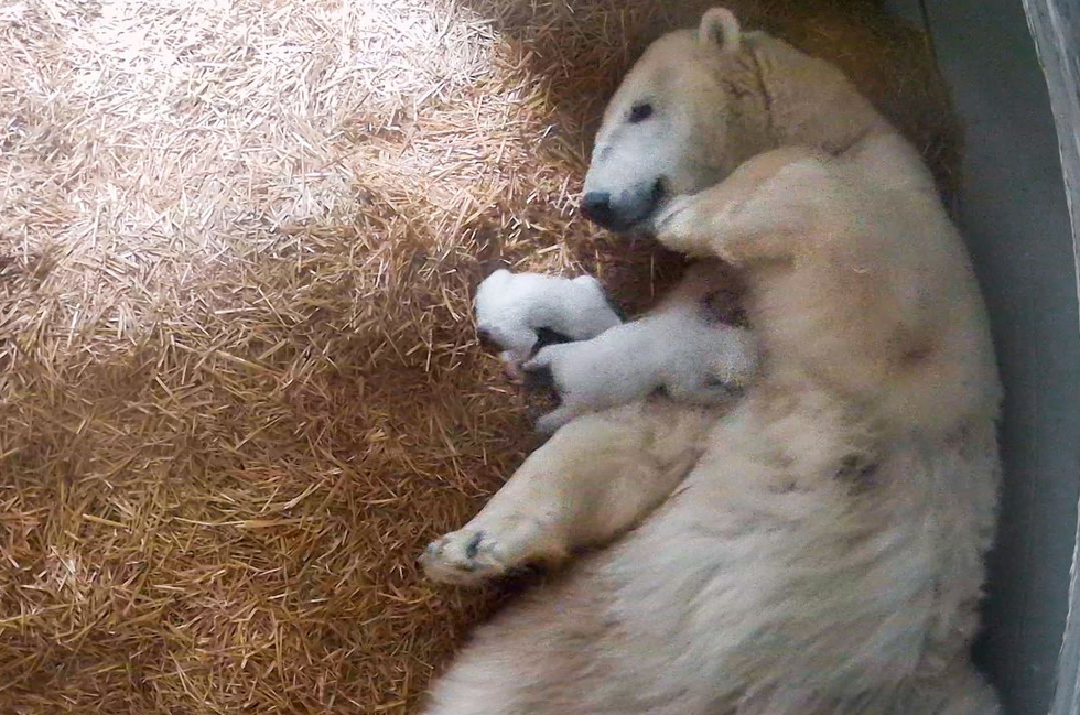 Πολική αρκούδα γέννησε δίδυμα στον ζωολογικό κήπο του Τολέδο – Τα πρώτα μωρά από το 2012