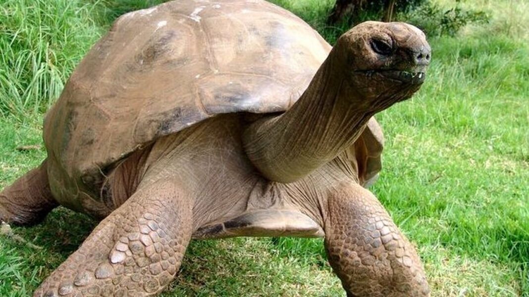 Η μεγαλύτερη σε ηλικία χελώνα γιορτάζει σήμερα τα 190α γενέθλιά της