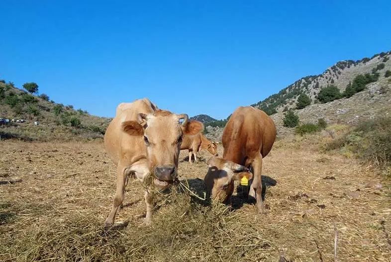 Ημερίδα ενημέρωσης για τα αυτόχθονα βοοειδή της Ορεινής Κρήτης