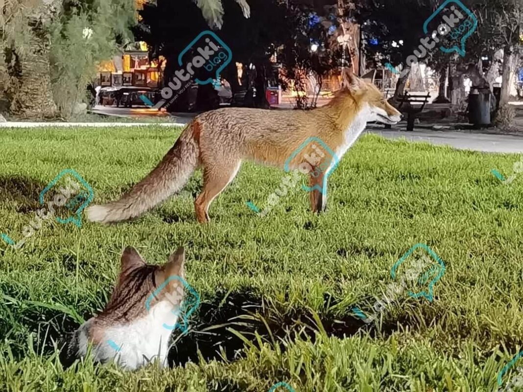 Viral αλεπού και γάτα: Έχουν γίνει αχώριστες και παίζουν στο κέντρο της πόλης