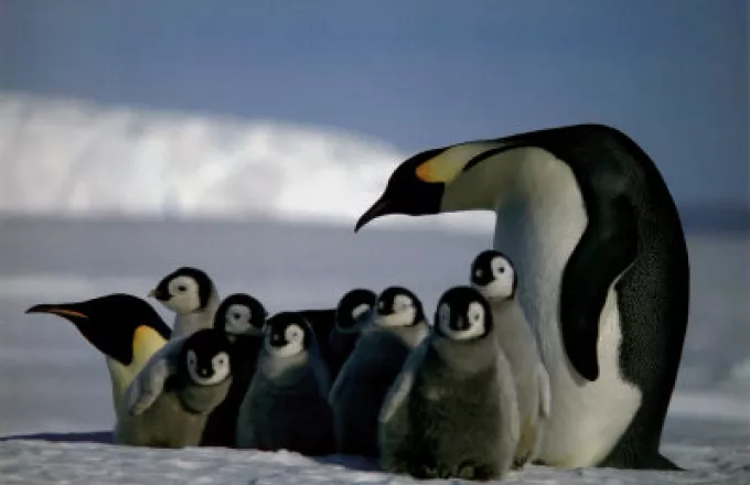 Ανταρκτική: Εντοπίστηκε νέα αποικία αυτοκρατορικών πιγκουίνων