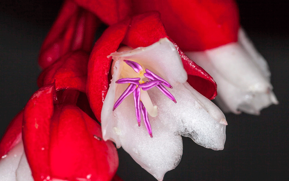 Στα Φίτζι ένα από τα σπανιότερα λουλούδια στον κόσμο – Πολλοί ντόπιοι δεν το έχουν δει ποτέ