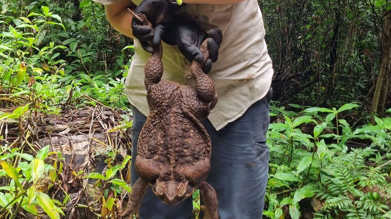 Εντοπίστηκε ο… «Toadzilla»: Γιγάντιος δηλητηριώδης φρύνος 3,7 κιλών βρέθηκε στην Αυστραλία