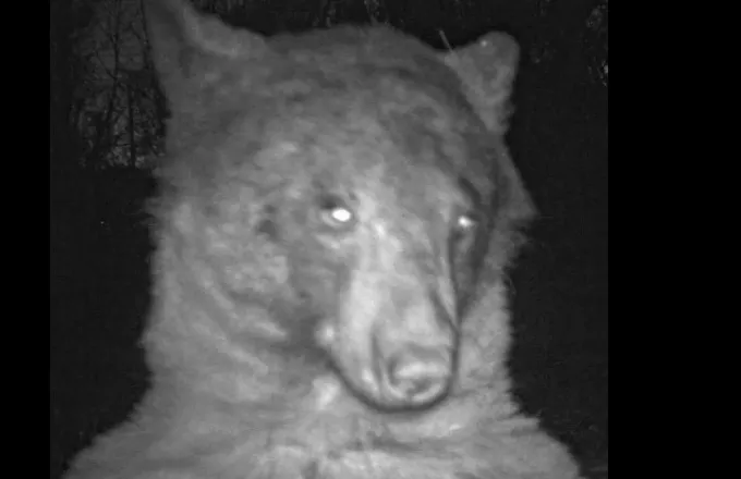 Αρκούδα-«influencer» στο Κολοράντο: Στάθηκε μπροστά από κάμερα και έβγαλε 400 selfie!