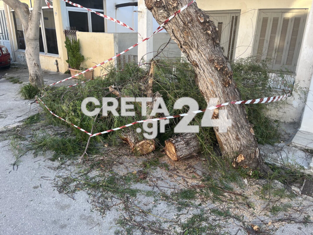 Ακόμη μια πτώση δέντρου στο Ηράκλειο: «Είχα άγιο» λέει κάτοικος της περιοχής