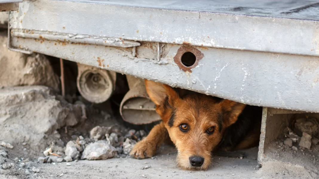 Πρόστιμο €30.000 σε άνδρα που έσερνε με το αμάξι τον αλυσοδεμένο σκύλο του