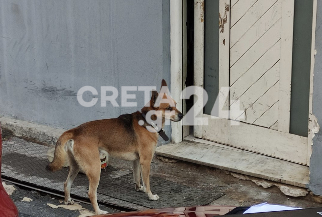 Το σκυλί του 53χρονου φύλακας έξω από την πόρτα του νεκρού αφεντικού του