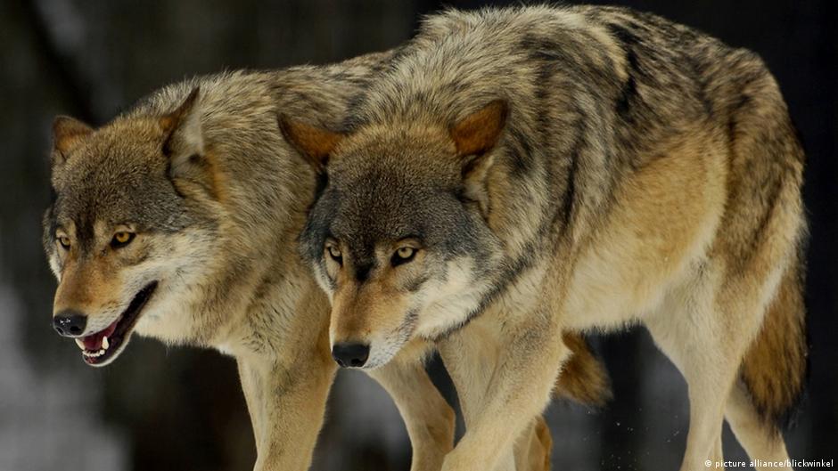 Επιδρομή λύκων ακόμη και κοντά σε σπίτια