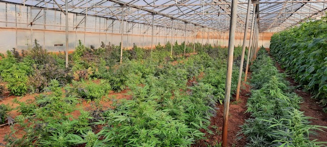 Κρήτη: Καλλιεργούσαν χασισόδεντρα σε θερμοκήπιο – Πέντε συλλήψεις μετά από αστυνομική επιχείρηση