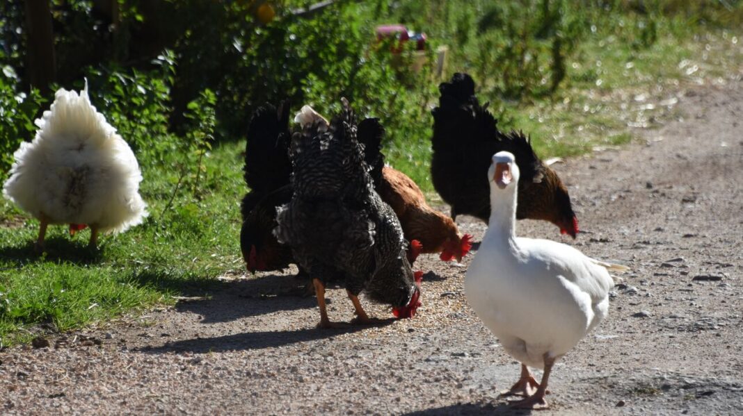 Γρίπη των πτηνών – Τσεχία: Θανατώνονται πάνω από 750.000 πουλερικά