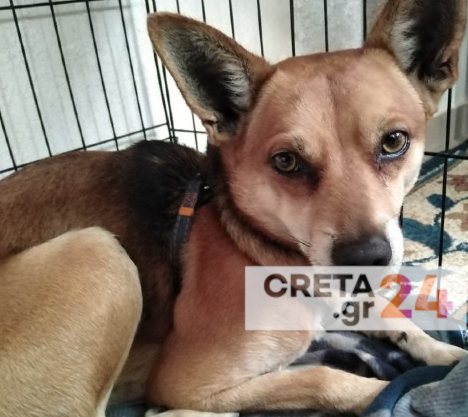 Έγκλημα στην Κρήτη: Ο «Σνούπι» αναζητά σπίτι μετά τον θάνατο του 53χρονου