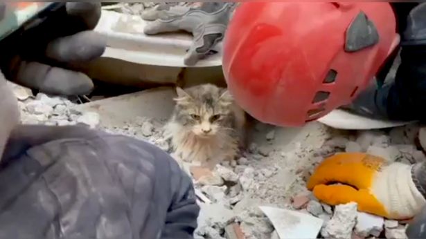 Σεισμός Τουρκία: Γατάκι ανασύρθηκε ζωντανό από τα συντρίμμια