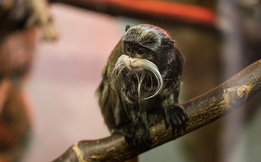ΗΠΑ: Εντοπίστηκαν ζωντανοί οι δύο σπάνιοι πίθηκοι που εξαφανίστηκαν από ζωολογικό κήπο