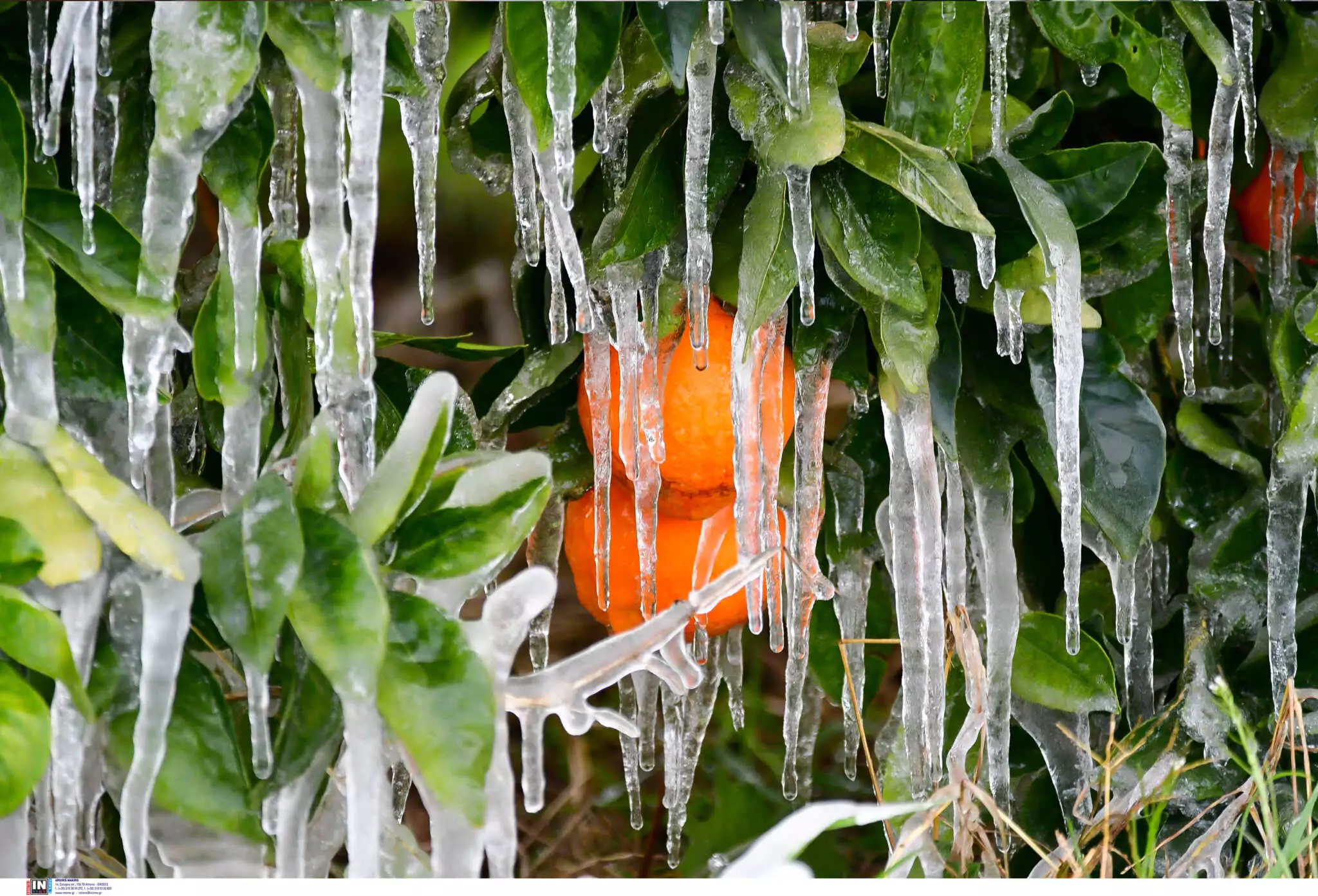 Πάγωσαν μέχρι και οι πορτοκαλιές στον κάμπο – Δείτε εικόνες