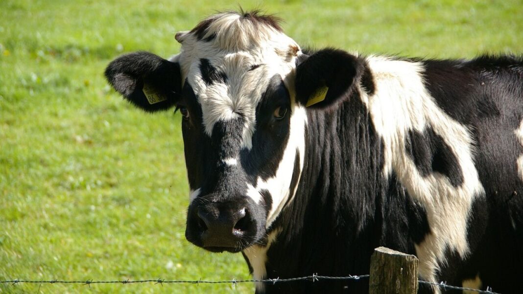Κλωνοποιημένες «σούπερ αγελάδες»