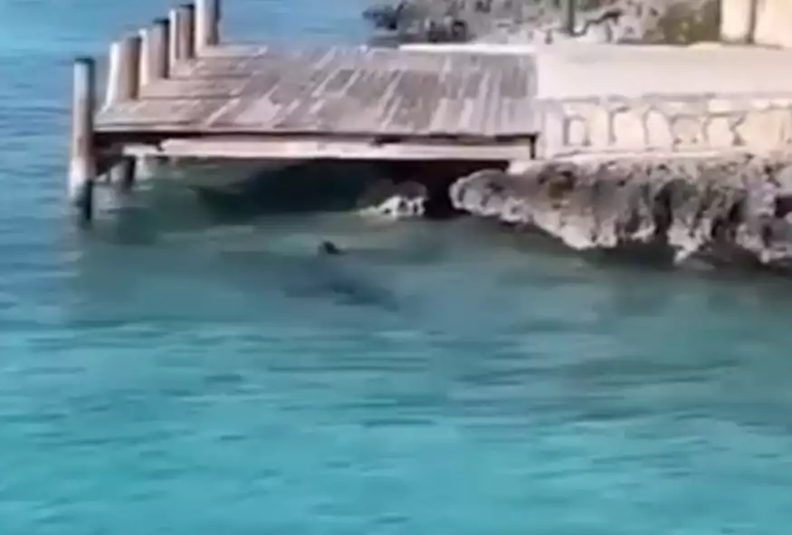 Viral: Παράτολμος σκύλος βουτάει στο νερό, πλησιάζει καρχαρία και βγαίνει… άθικτος!