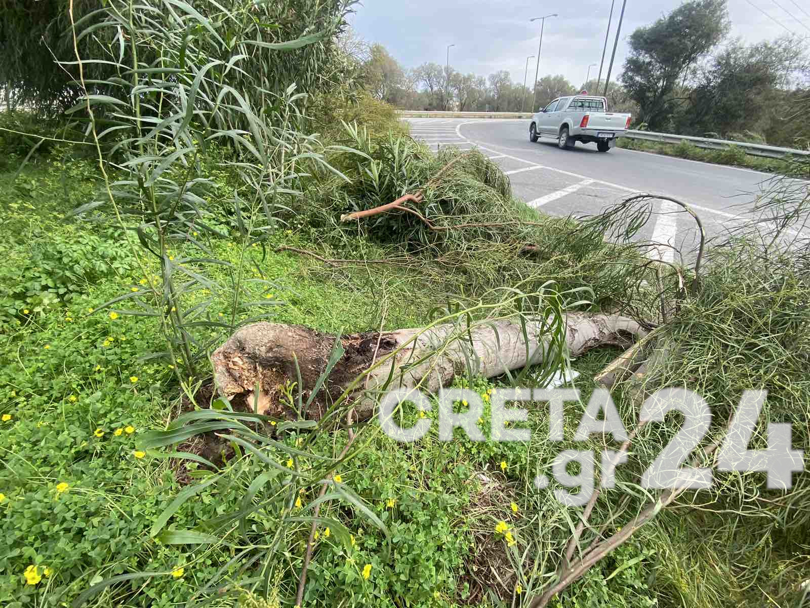 Ηράκλειο: Ο δυνατός άνεμος έριξε τα δέντρα – Προβλήματα και σε πτήσεις (εικόνες)