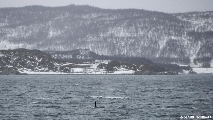 Νορβηγία: Ο Αρτούρ Γκερέν-Μπέρι κολυμπά με όρκες στον παγωμένο αρκτικό ωκεανό