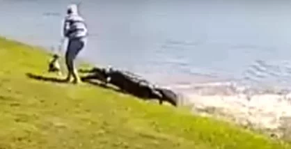 Βίντεο με τη θανατηφόρα επίθεση αλιγάτορα στην 85χρονη