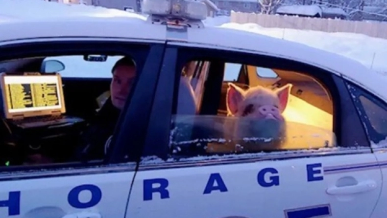 Γουρούνι στην Αλάσκα εθεάθη να κάθεται στο πίσω κάθισμα περιπολικού