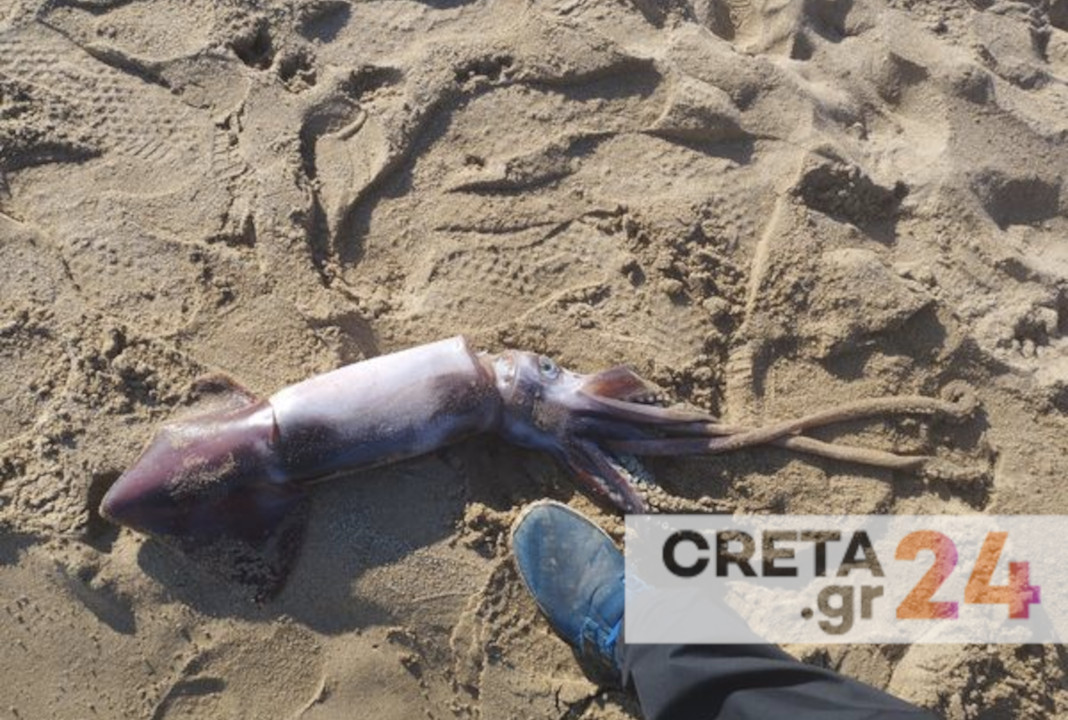 Κρήτη: Καλαμάρι-γίγας ξεβράστηκε σε παραλία