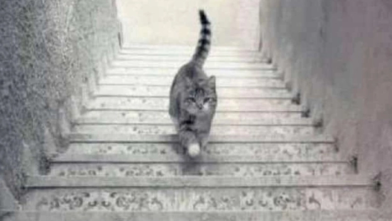 Βλέπεις τη γάτα να ανεβαίνει ή να κατεβαίνει τις σκάλες; – Η οπτική ψευδαίσθηση που θα σε διχάσει