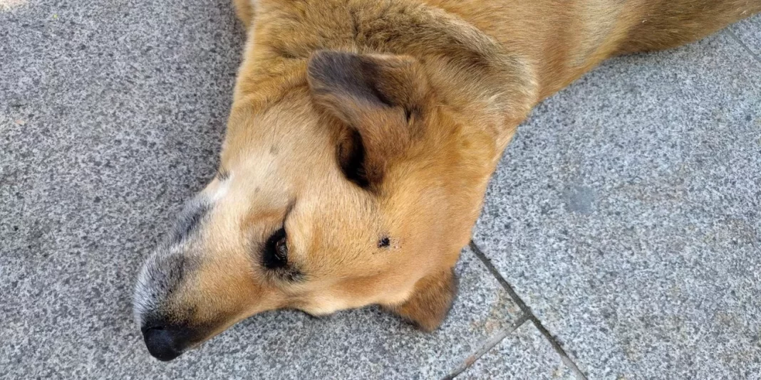 Ασυνείδητος έσβησε το τσιγάρο του στο κεφάλι αδέσποτου σκύλου