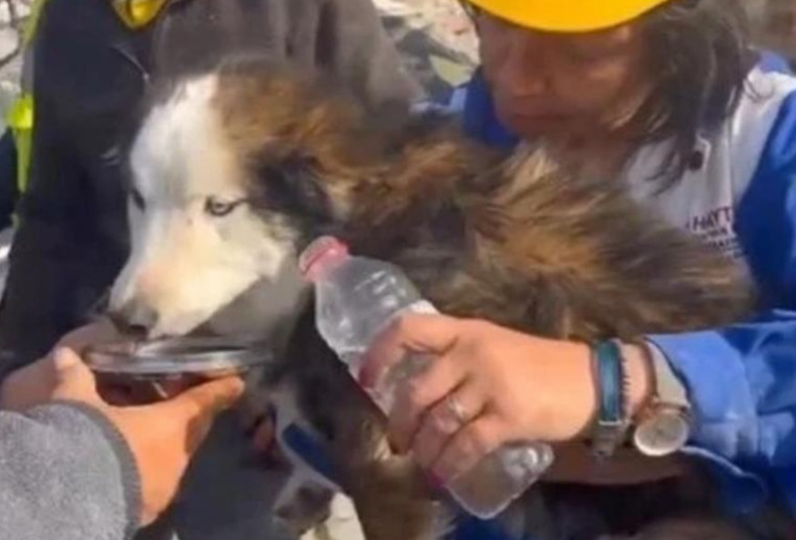 Σεισμός στην Τουρκία: Απίστευτο - Διασώθηκε σκύλος μετά από 22 ημέρες κάτω από τα ερείπια