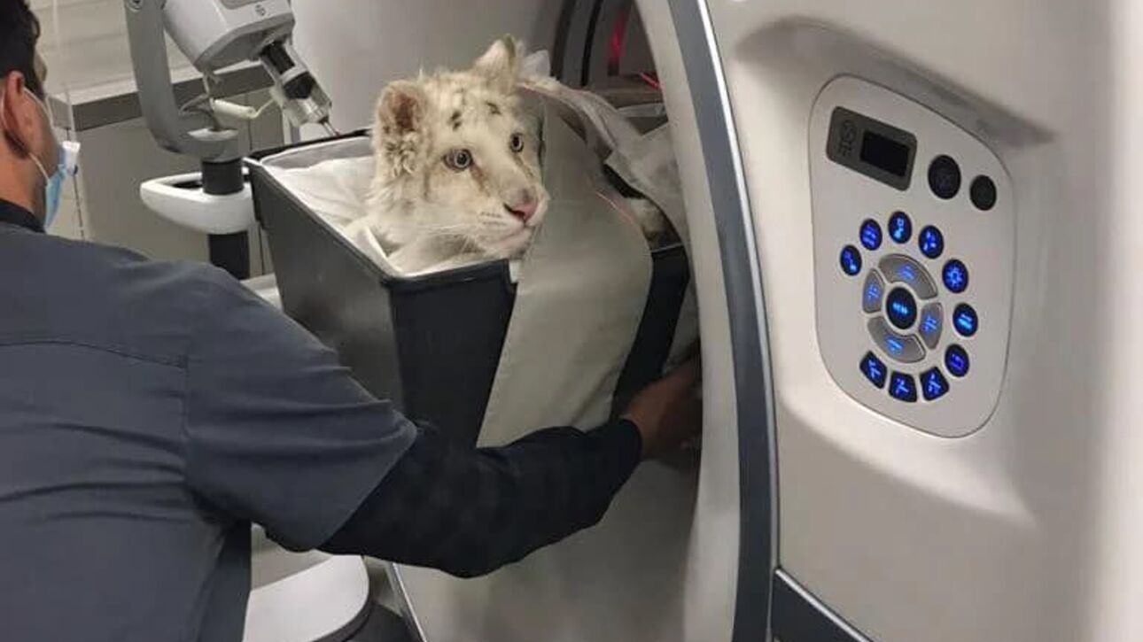 «Βιομηχανία» εκατομμυρίων με τον βασανισμό και την παράνομη πώληση άγριων ζώων