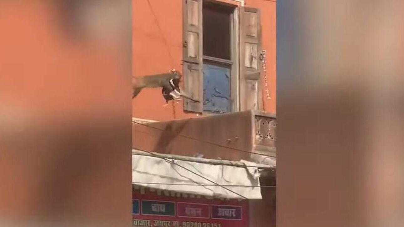 Η «απαγωγή» σκύλου από μαϊμού: Viral το βίντεο στο διαδίκτυο