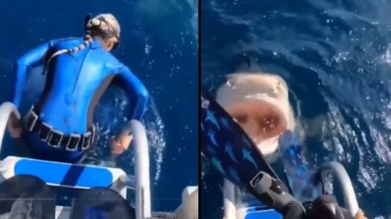 Γλίτωσε από τα σαγόνια του καρχαρία – Ήρθαν face to face τη στιγμή που πήγε να βουτήξει