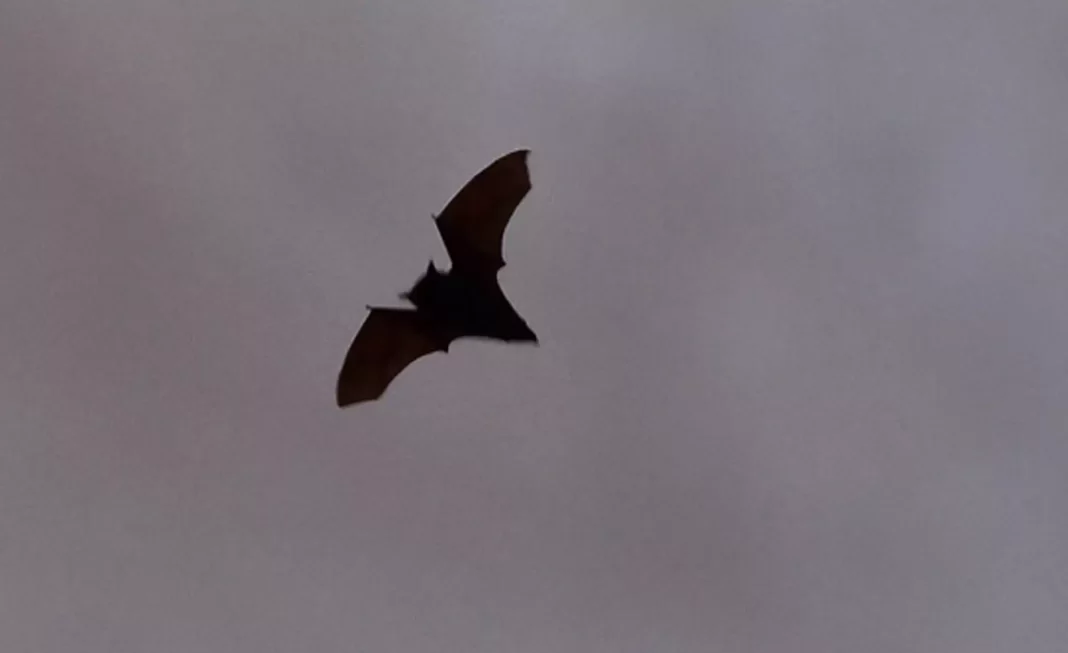 Νυχτερίδες μολυσμένες με νέο κορωνοϊό – Ο κίνδυνος να μολύνει τον άνθρωπο