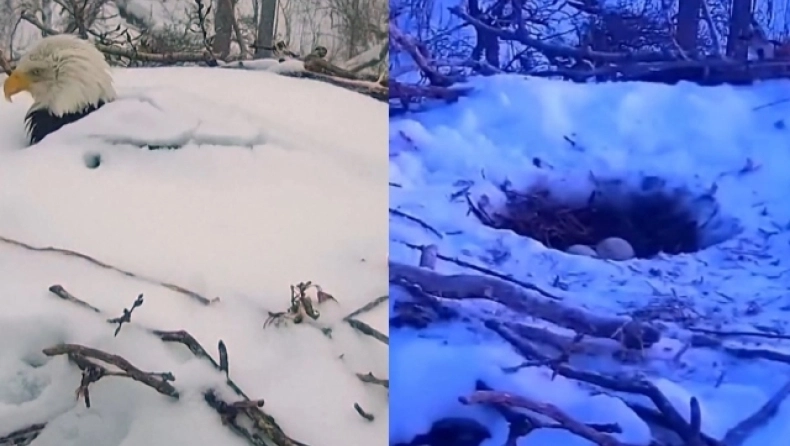 Ένας αετός θάφτηκε μέχρι το κεφάλι από χιόνι για να προστατέψει τα αυγά του