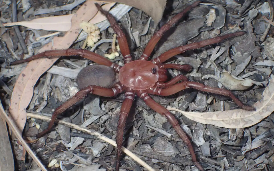 «Γιγαντιαία αράχνη» ανακαλύφθηκε στην Αυστραλία