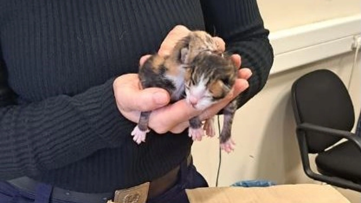 Hλικιωμένη πέταξε τα γατάκια στα σκουπίδια