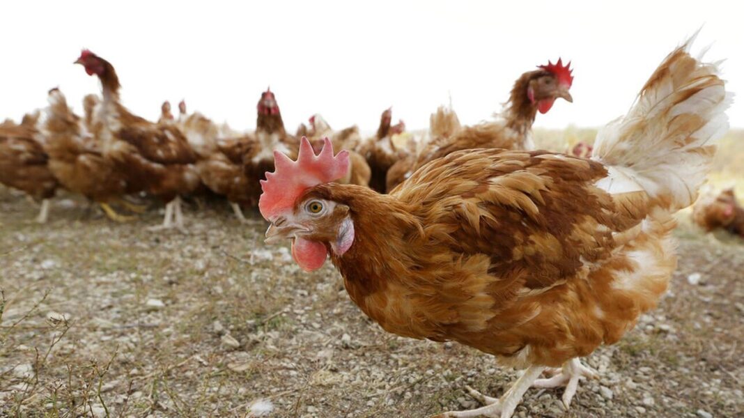 Χιλιάδες πτηνά θανατώθηκαν λόγω του ιού Η5Ν1 σε πτηνοτροφείο της Σουηδίας