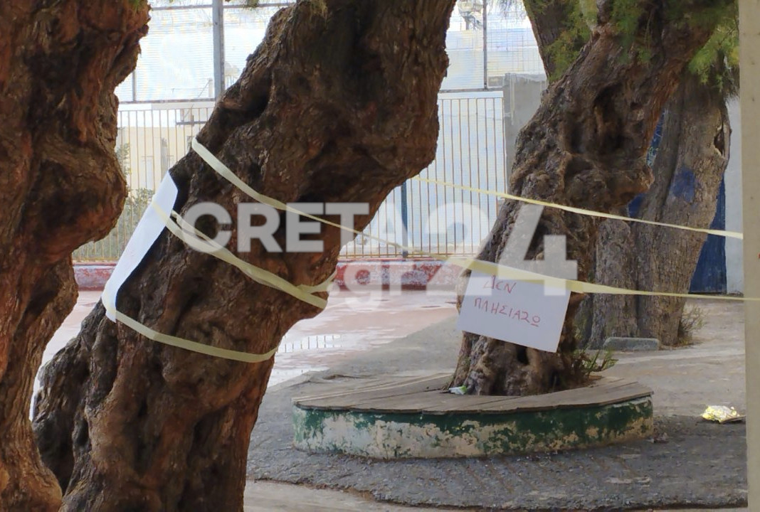 Ανησυχία για το επικίνδυνο δέντρο που παραμένει στο σχολείο - Βολές στον δήμο Μαλεβιζίου από δασκάλους και γονείς
