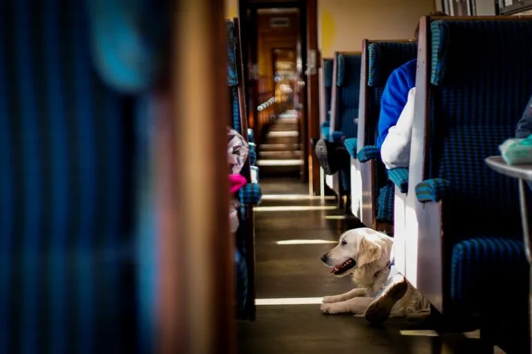 Τέμπη: Το «ανήσυχο» σκυλάκι που έσωσε τη ζωή δύο φοιτητών – «Έκανε σαν τρελό»