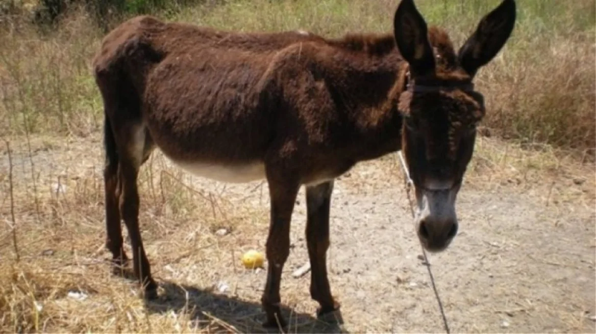 Συνελήφθη γιατί κακοποίησε το γαϊδουράκι του – Είχε δεμένα τα πόδια του με λουρί