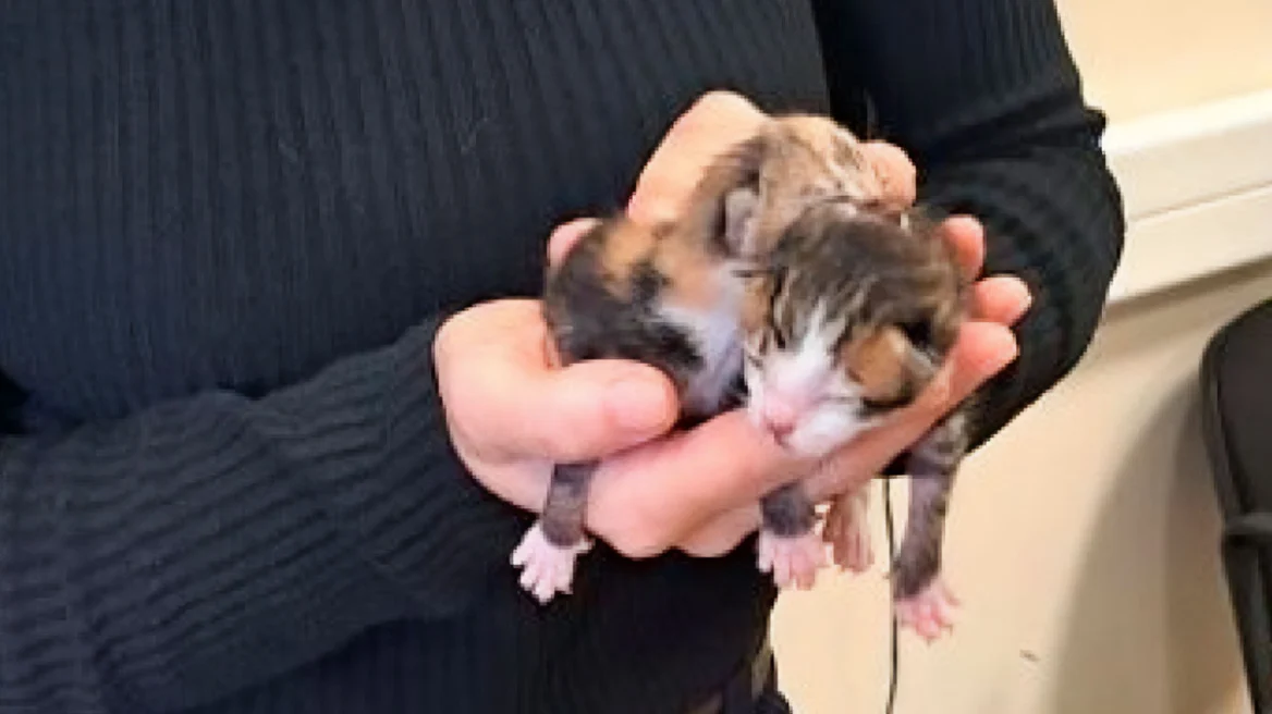 Πρόστιμο 120.000 ευρώ στην 75χρονη που πέταξε στα σκουπίδια τέσσερα γατάκια