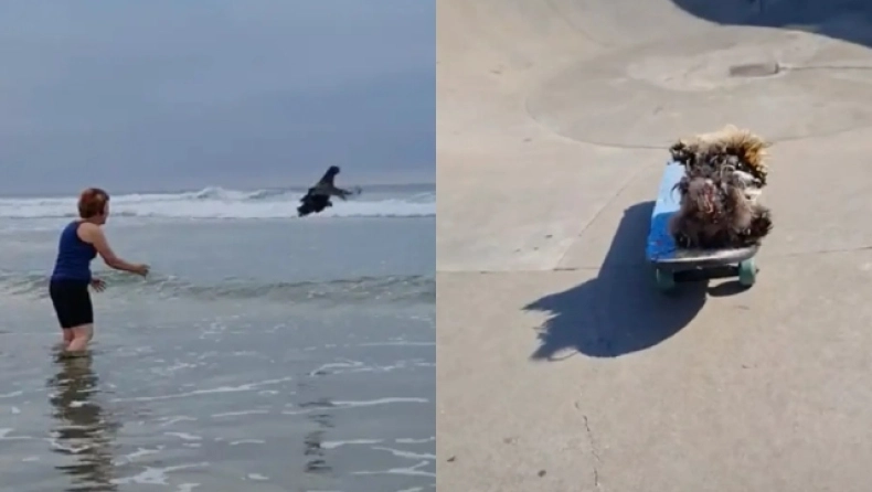 Οι viral… κότες που κάνουν surf και skateboard