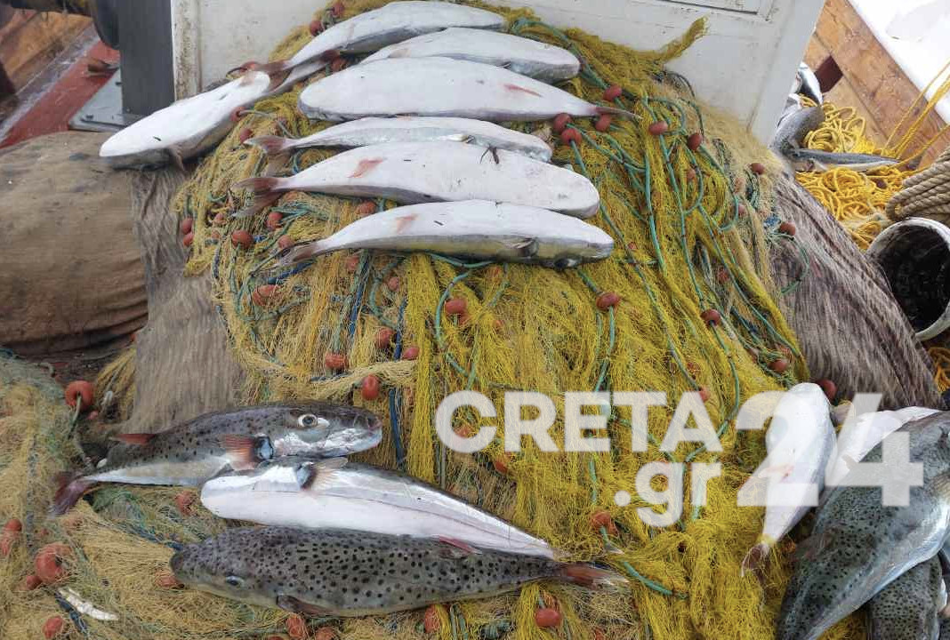 Ηράκλειο: Έπιασε στα δίχτυα του μισό τόνο λαγοκέφαλους - Ανυπολόγιστη καταστροφή για ψαρά