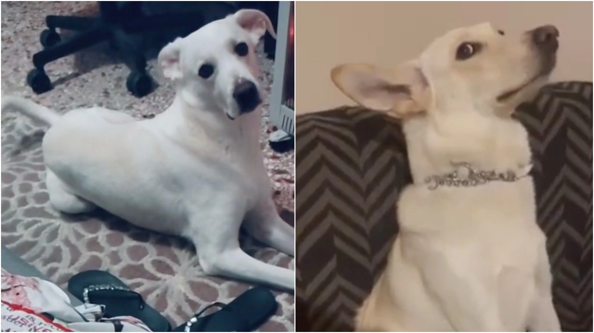 TikTok: «Θα σε δώσω στον μπόγια» - Απειλούν… τα σκυλιά τους και γίνονται viral