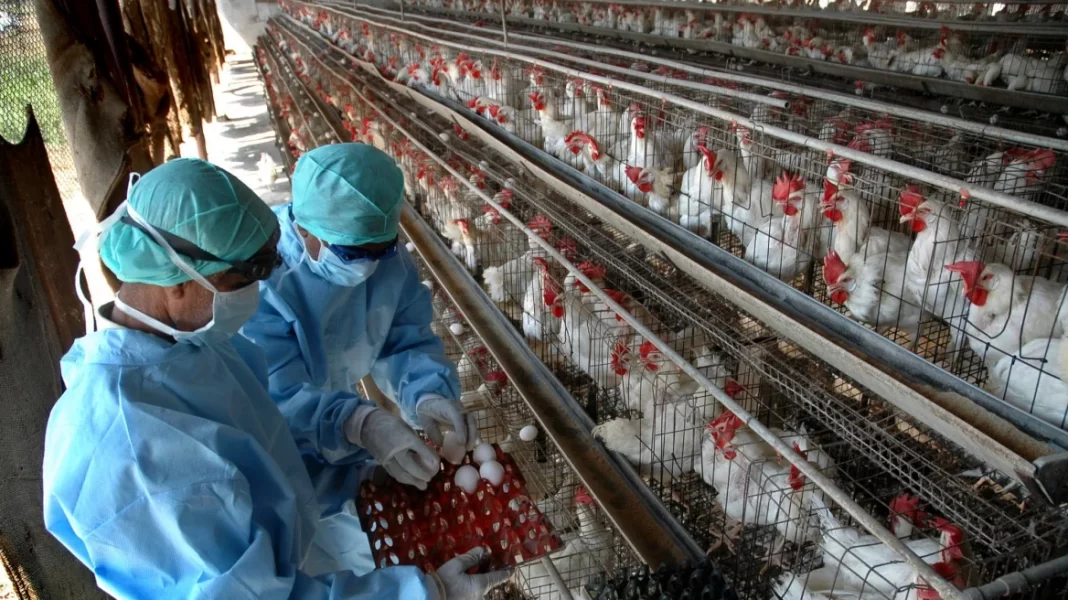 Κρούσματα γρίπης των πτηνών στη Σουηδία – Θανατώθηκαν χιλιάδες πουλερικά